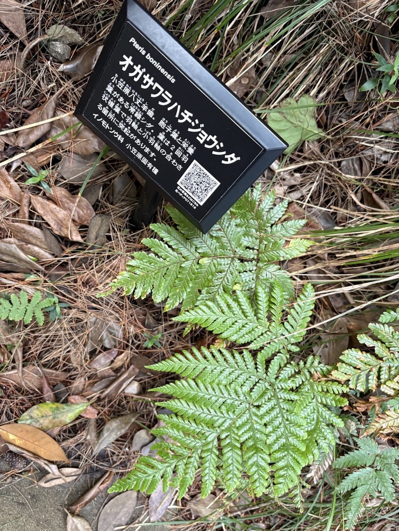 Pteris boninensis photo 4