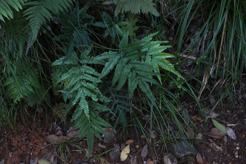 Pteris boninensis photo 5