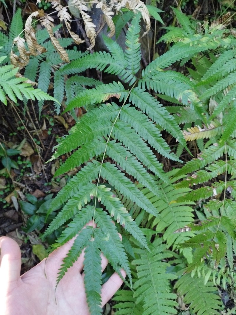 Pteris boninensis photo 6