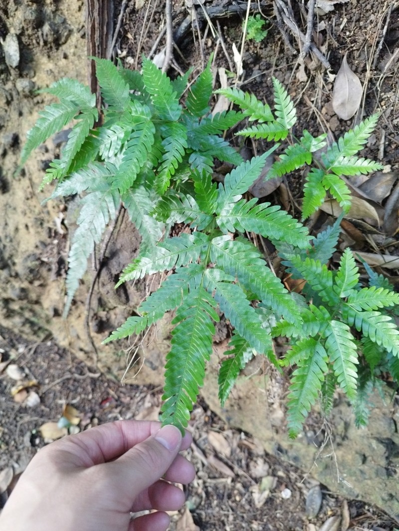 Pteris boninensis photo 7