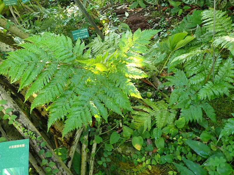Pteris boninensis