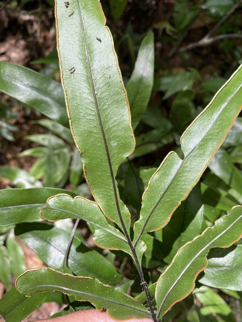 Pteris brasiliensis