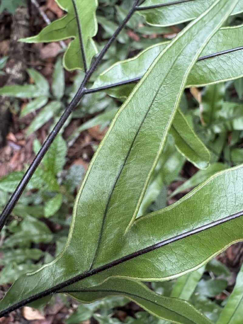 Pteris brasiliensis photo 2
