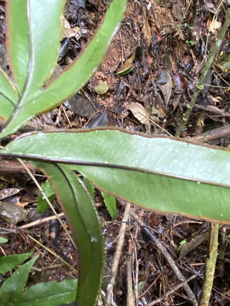 Pteris brasiliensis photo 3