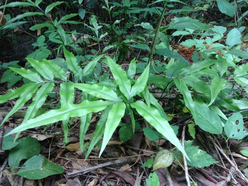 Pteris brasiliensis photo 4