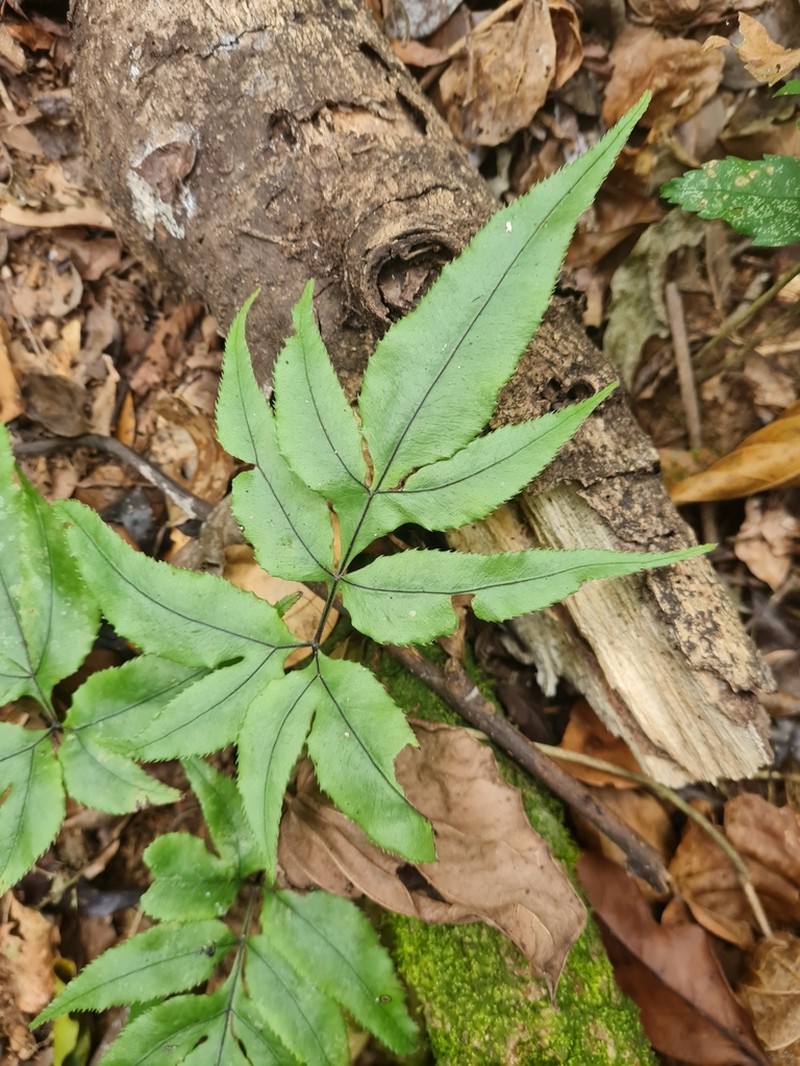 Pteris brasiliensis photo 5