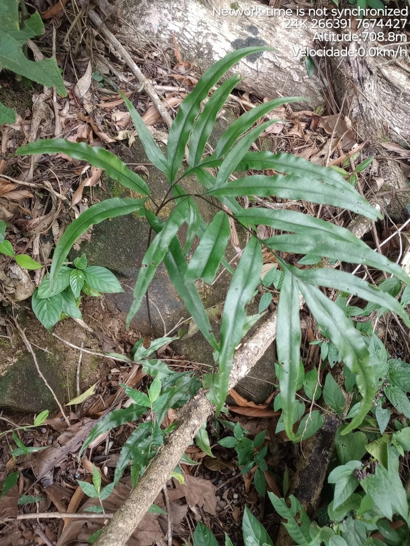 Pteris brasiliensis photo 6