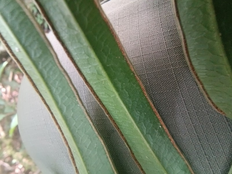 Pteris brasiliensis photo 7