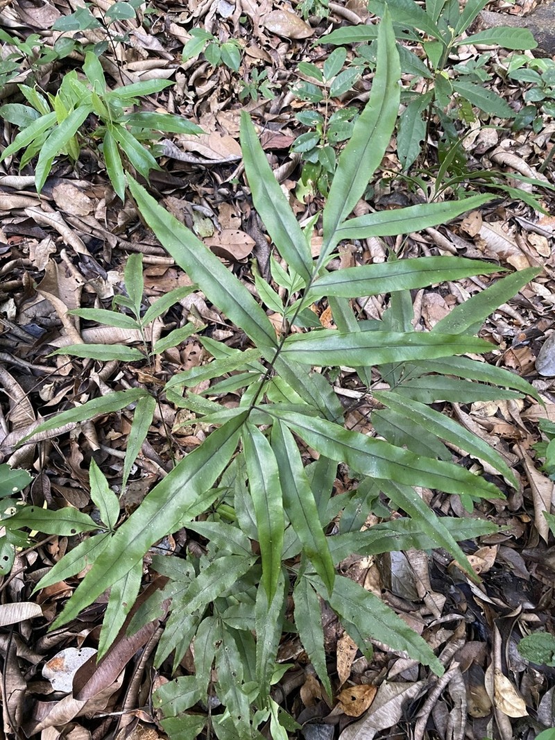 Pteris brasiliensis photo 8