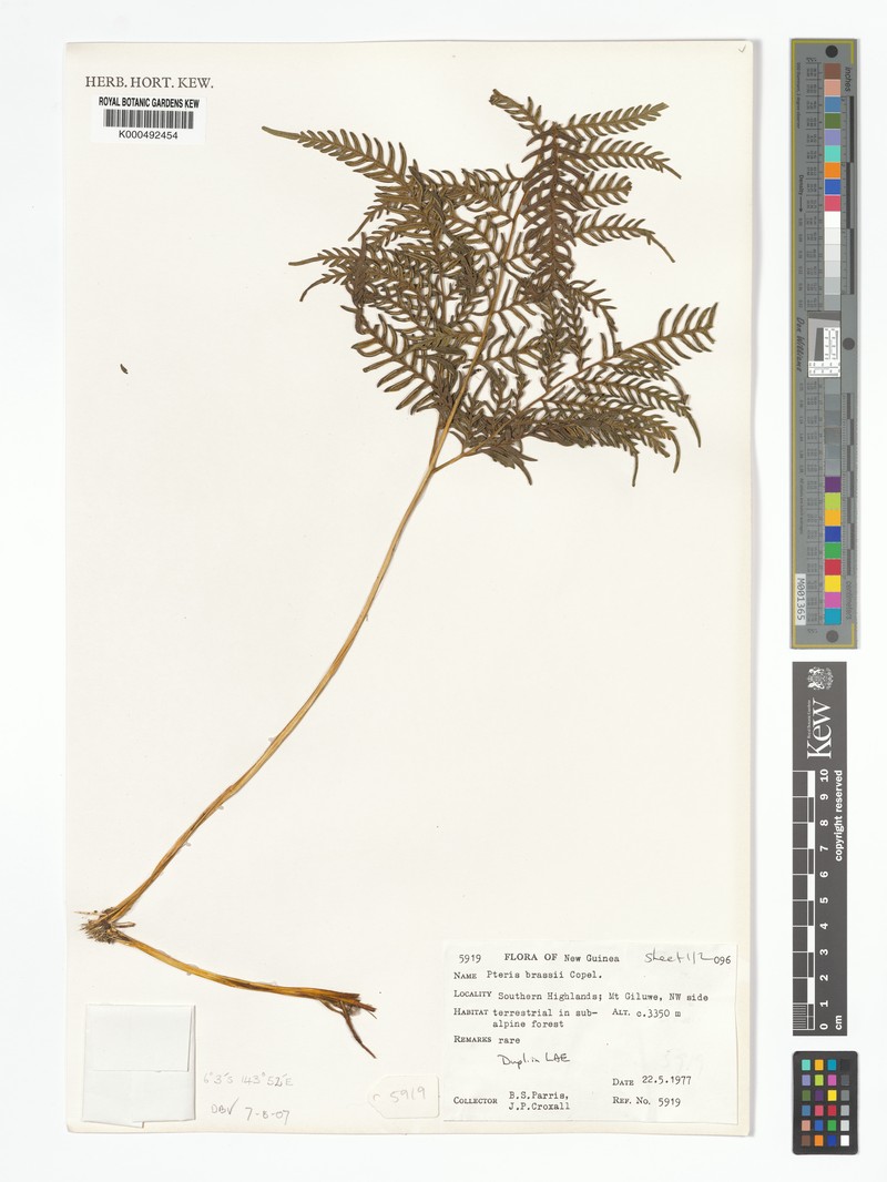 Pteris brassii