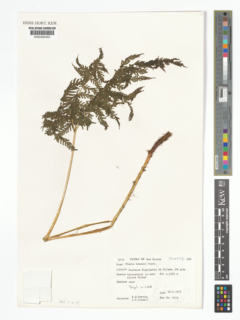 Pteris brassii photo 2