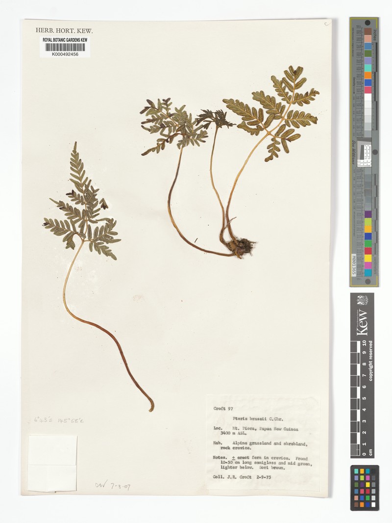 Pteris brassii photo 3