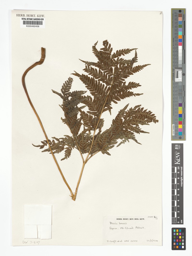 Pteris brassii photo 4