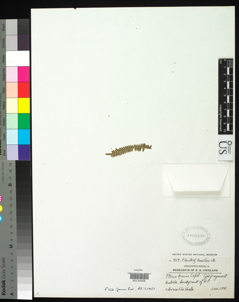 Pteris brevis