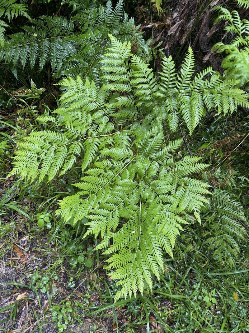 Pteris buchananii