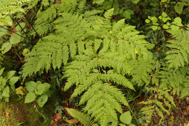 Pteris buchananii photo 2