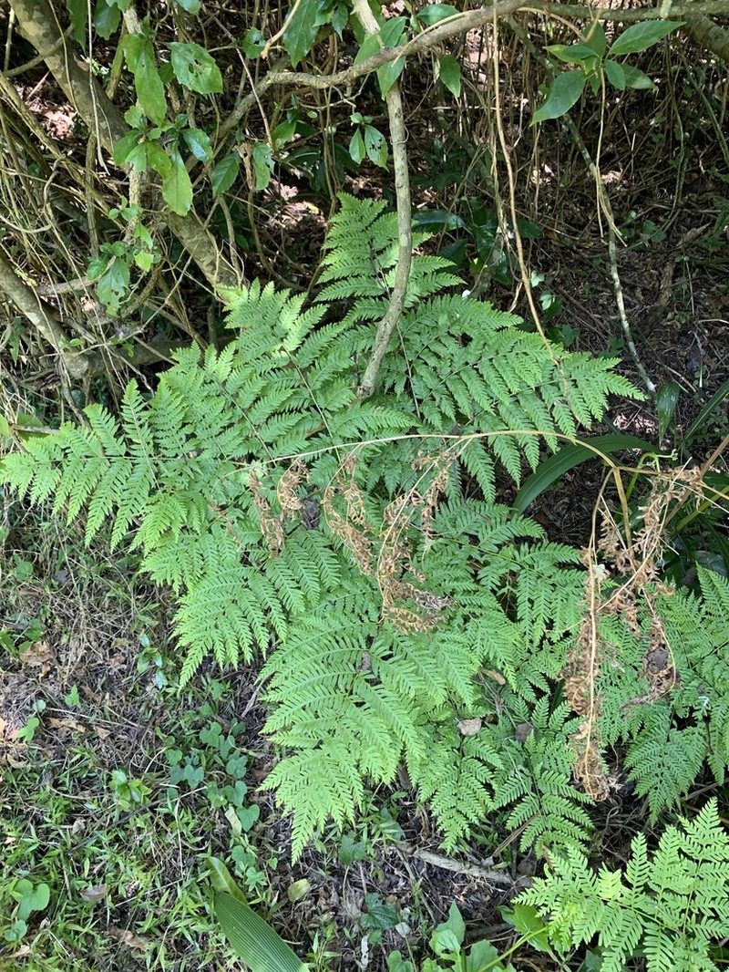 Pteris buchananii photo 3