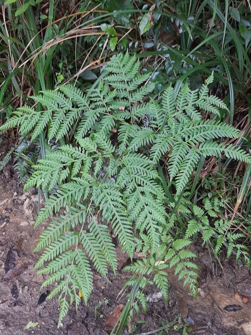 Pteris buchananii photo 4
