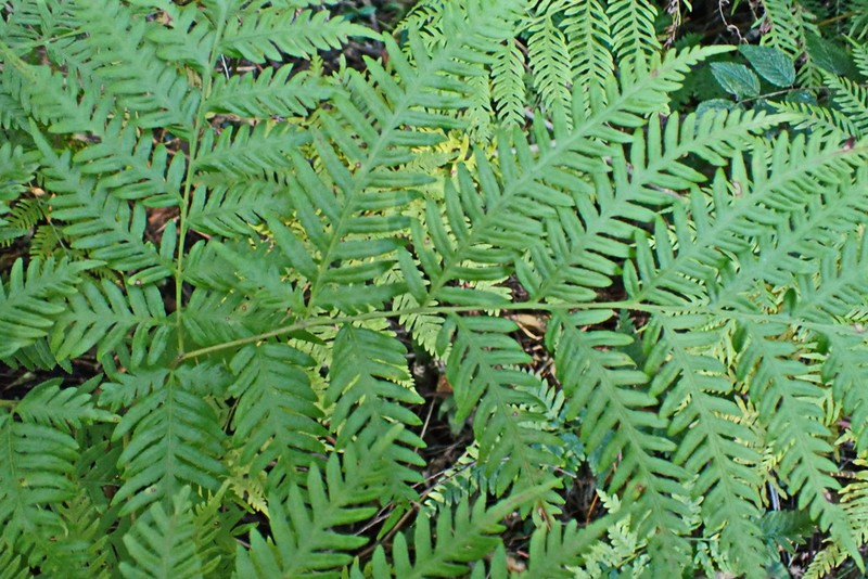Pteris buchananii photo 5