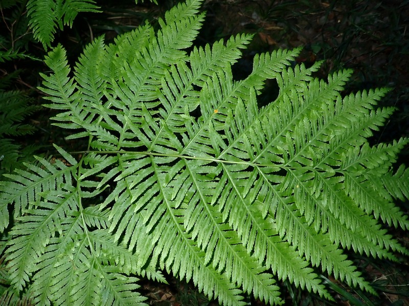 Pteris buchananii photo 6