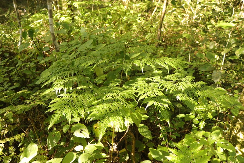 Pteris buchananii photo 8
