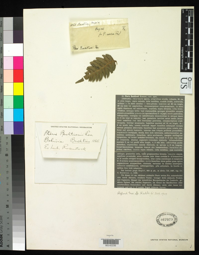Pteris buchtienii