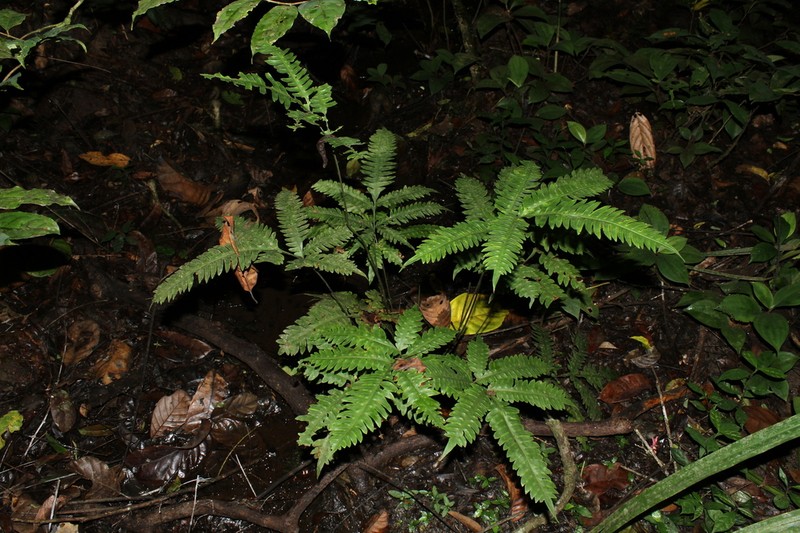 Pteris burtonii