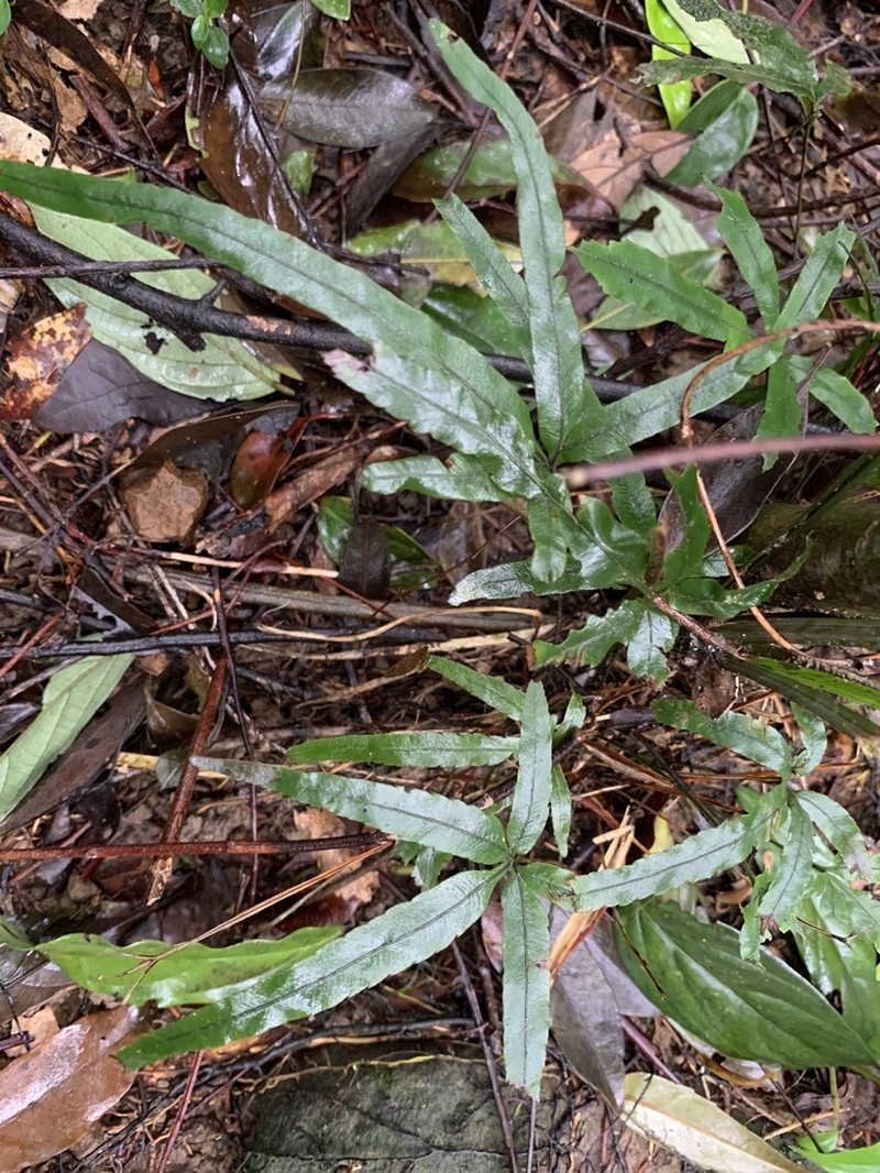 Pteris cadieri photo 2