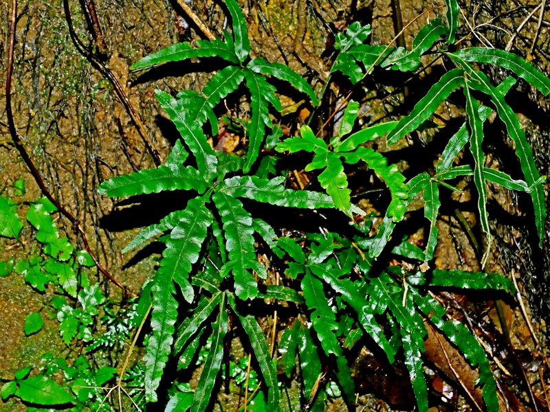 Pteris cadieri photo 3