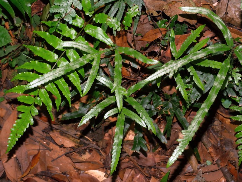 Pteris cadieri photo 4