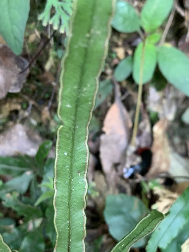 Pteris cadieri photo 6
