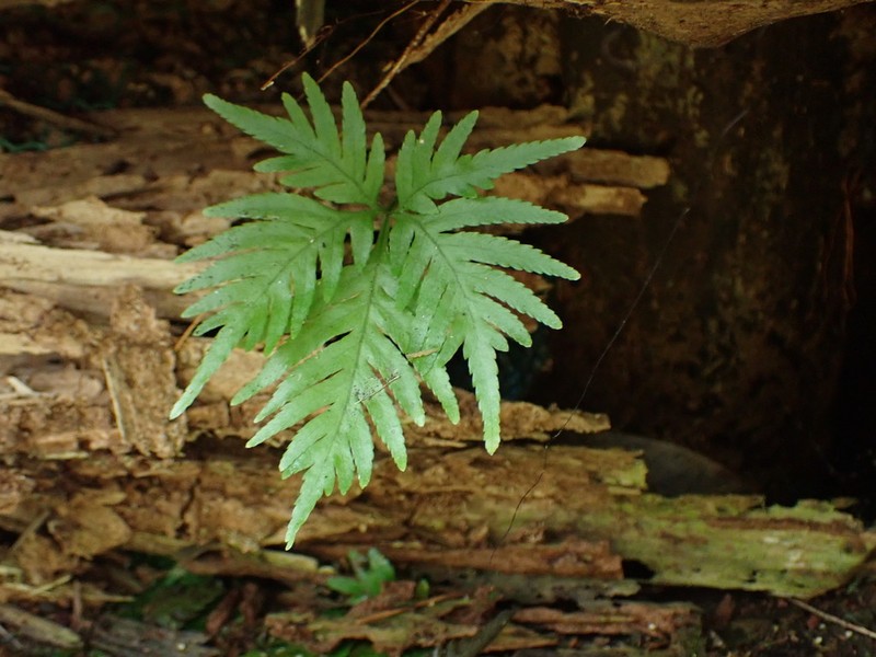 Pteris cadieri photo 7