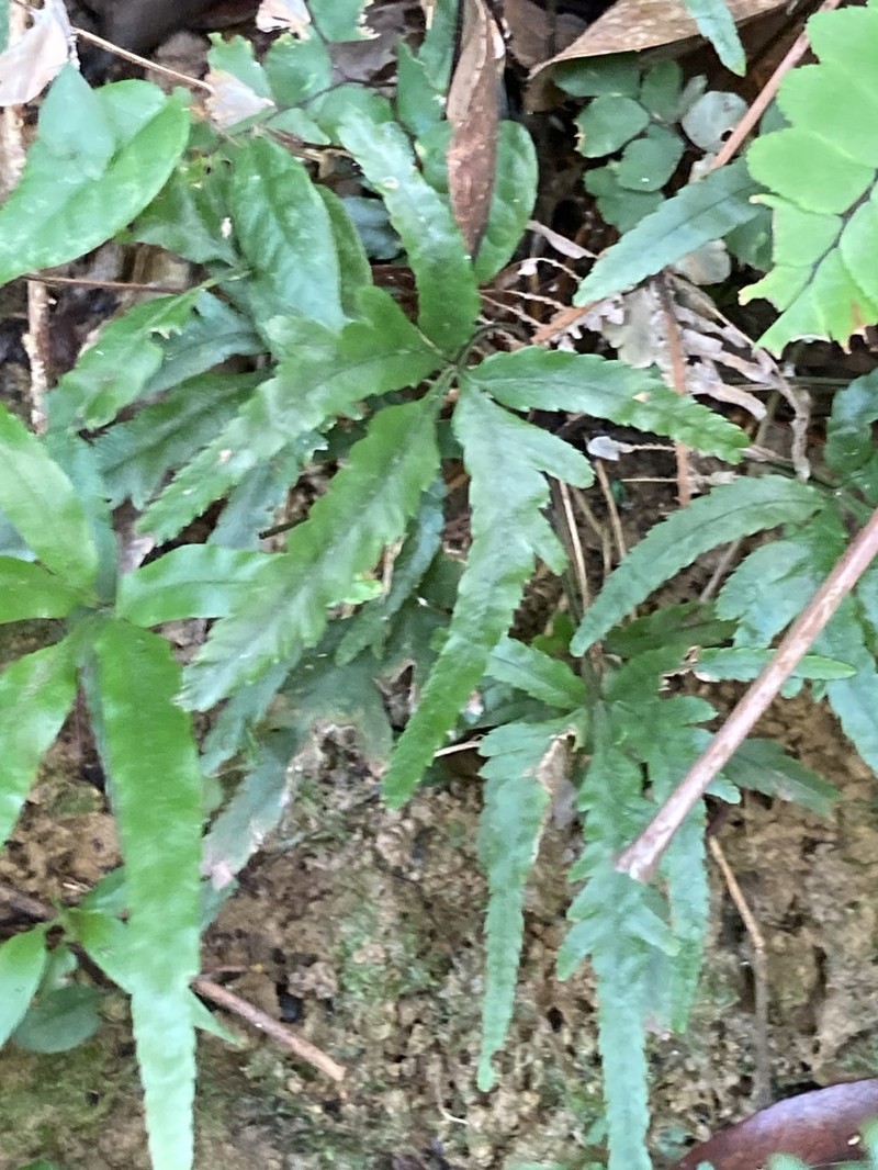 Pteris cadieri photo 8