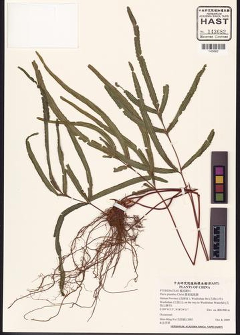 Pteris cadieri subsp. cadieri