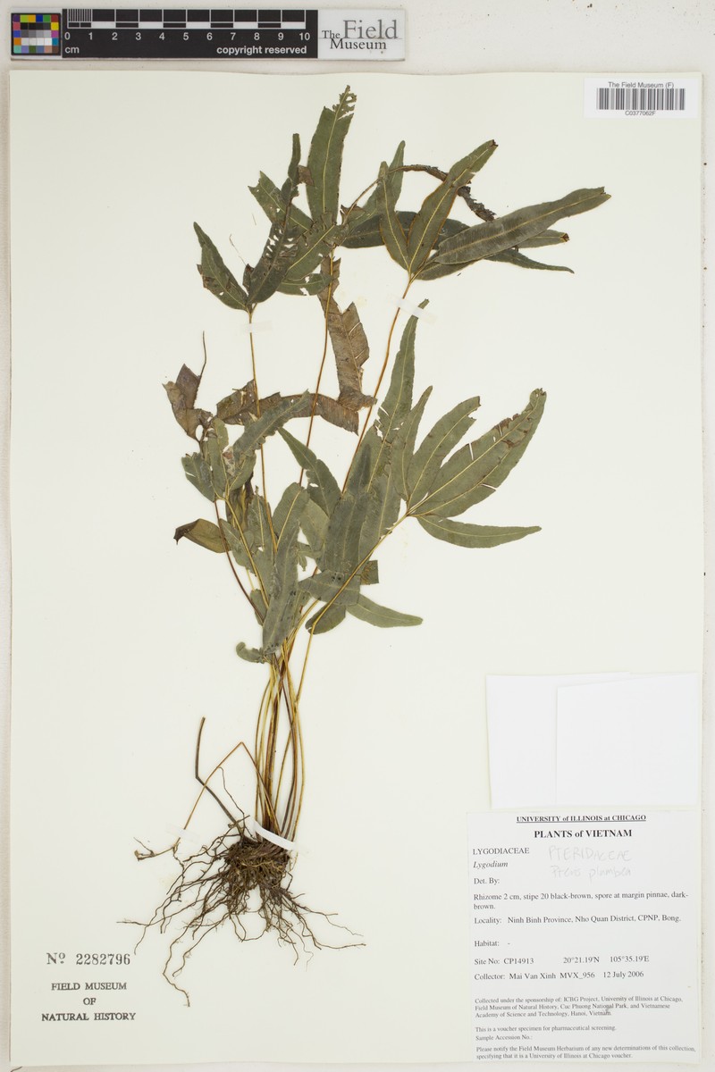 Pteris cadieri subsp. cadieri photo 2
