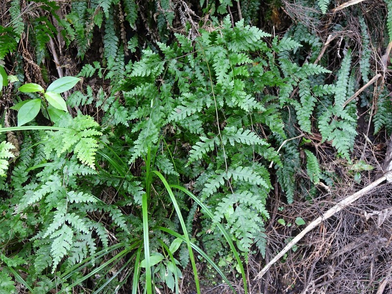 Pteris carsei