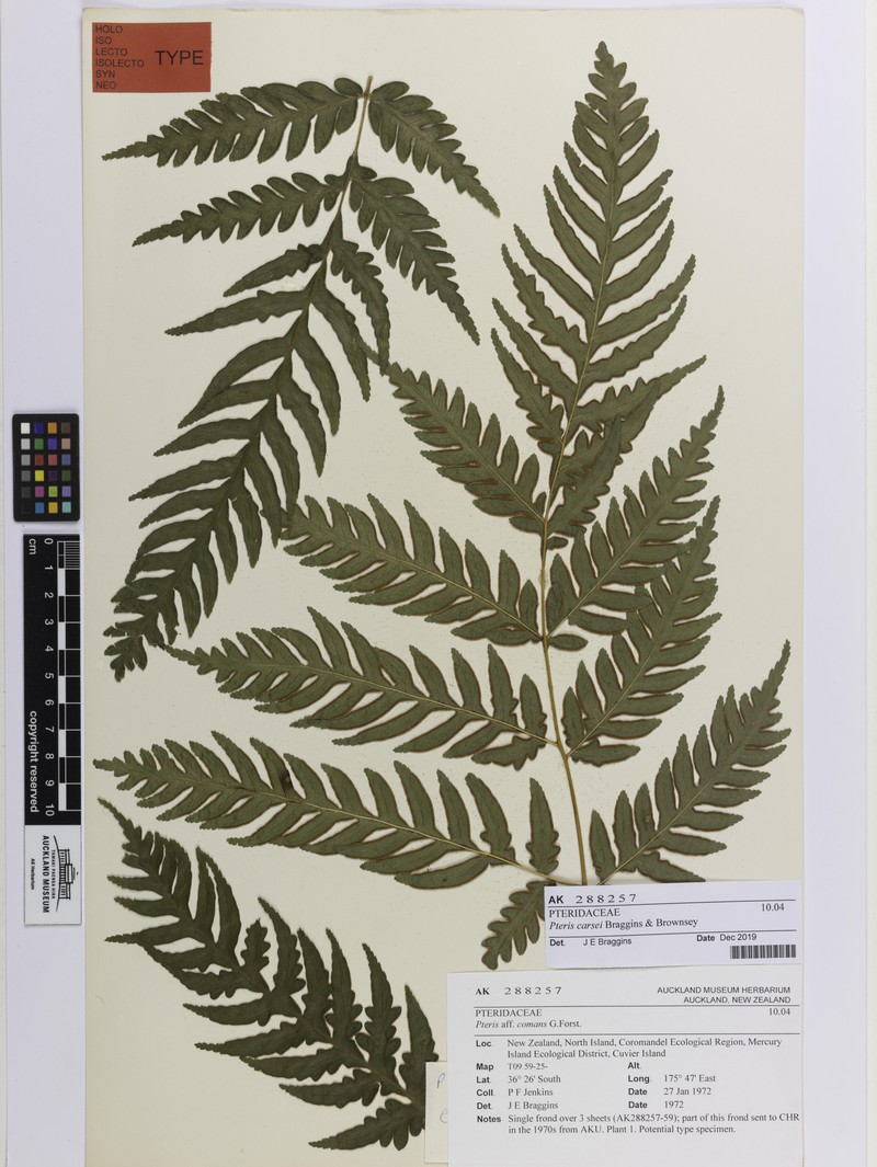 Pteris carsei photo 2