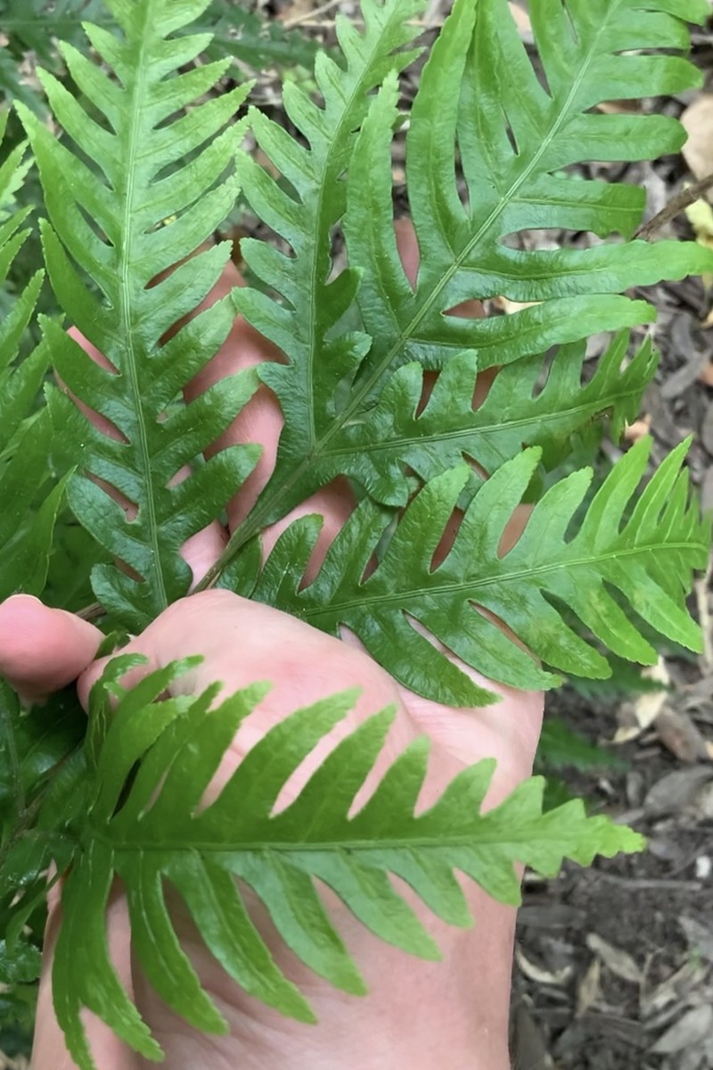 Pteris carsei photo 3