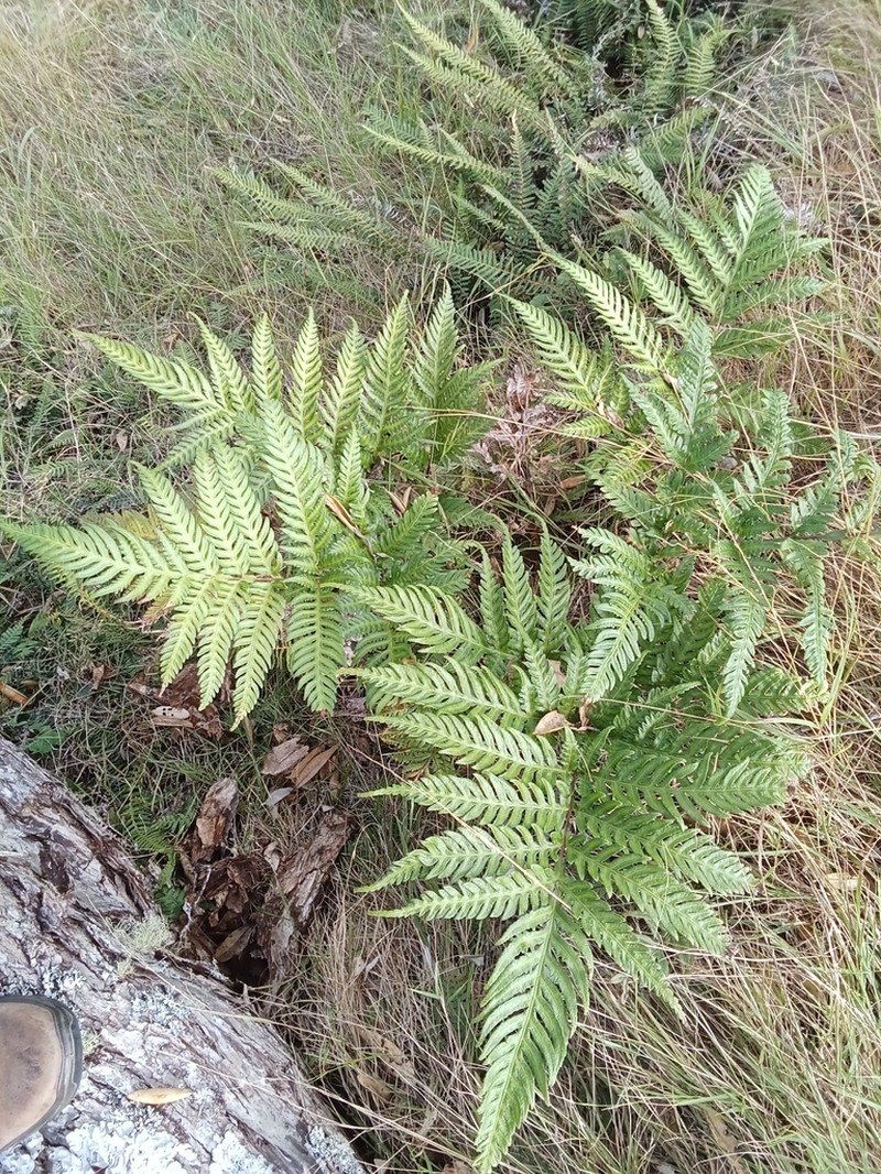 Pteris carsei photo 4