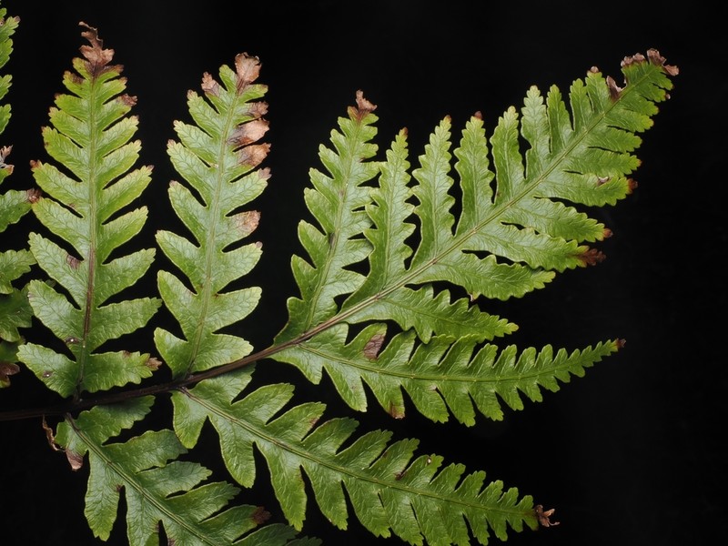 Pteris carsei photo 5