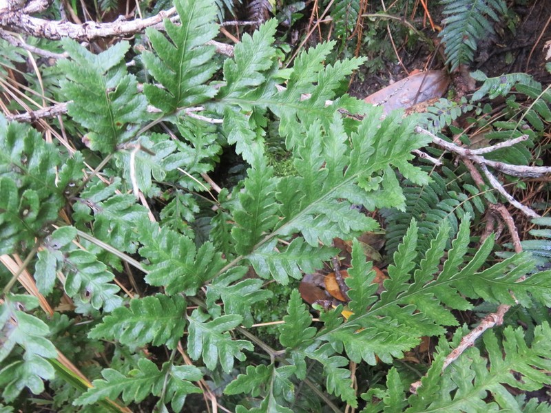 Pteris carsei photo 6