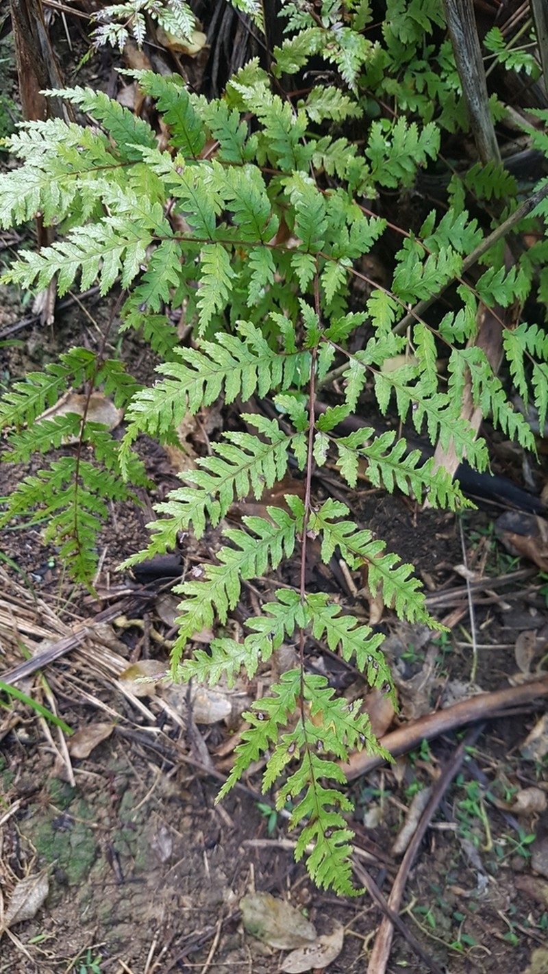 Pteris carsei photo 7