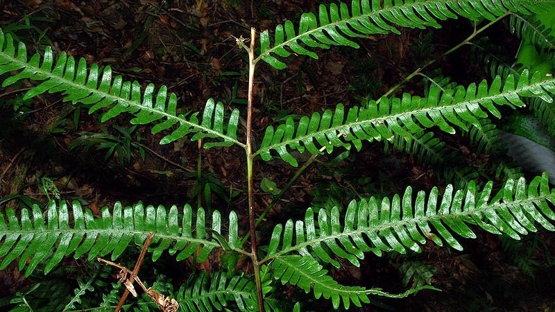Pteris catoptera