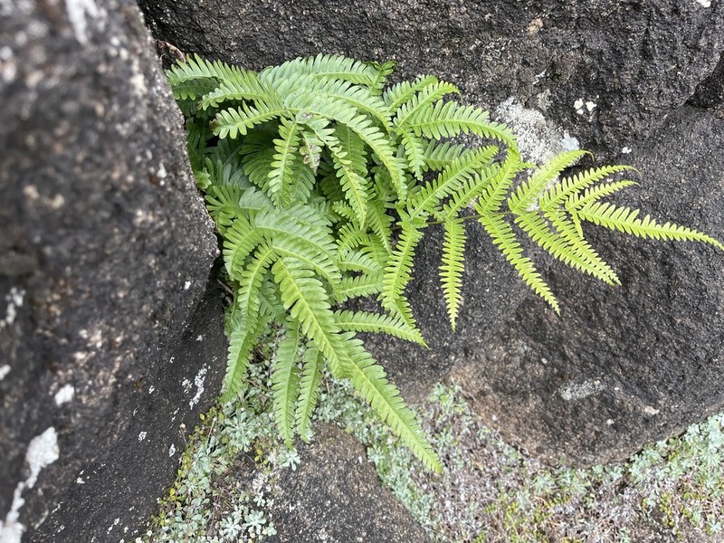 Pteris catoptera photo 2
