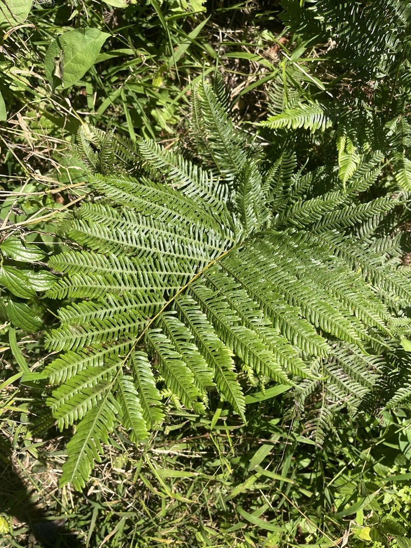 Pteris catoptera photo 3