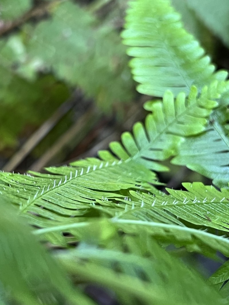 Pteris catoptera photo 4