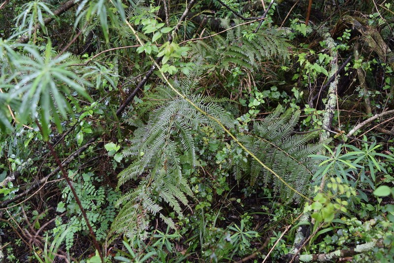 Pteris catoptera photo 5