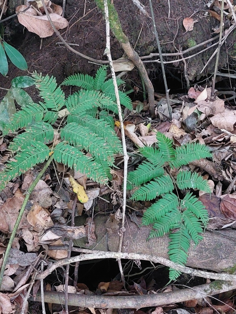 Pteris catoptera photo 6
