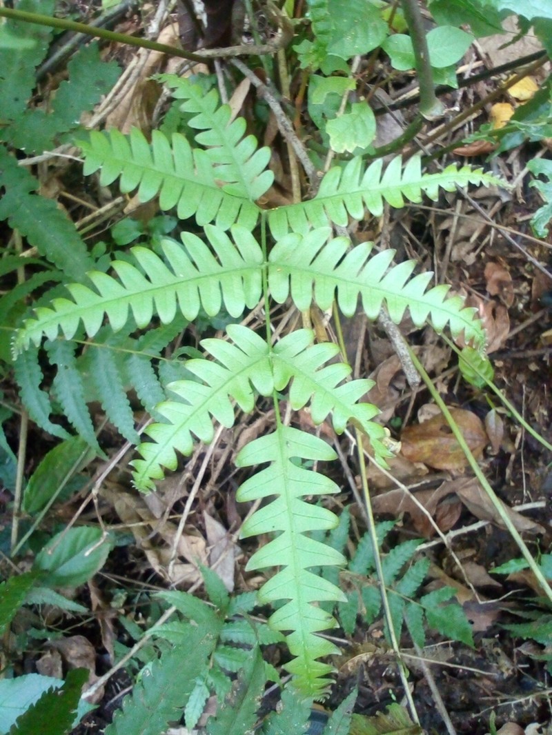 Pteris catoptera photo 7