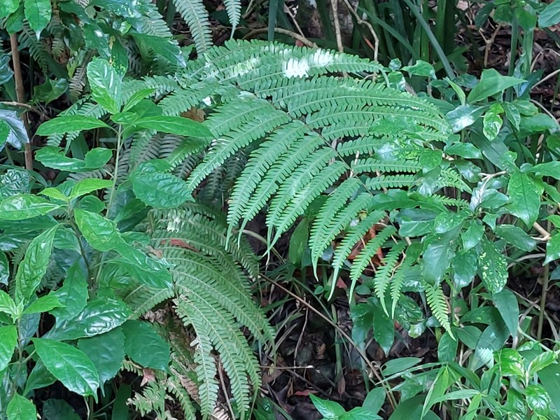 Pteris catoptera photo 8